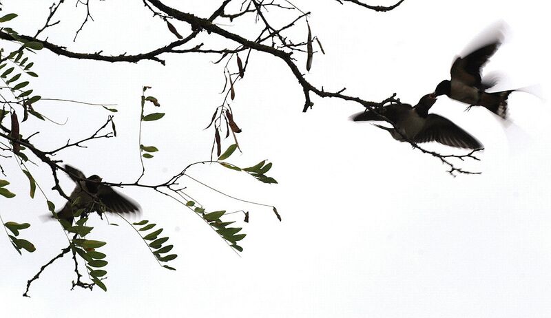 Barn Swallow