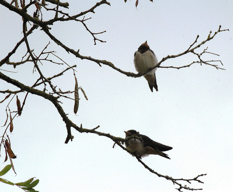 Hirondelle rustique