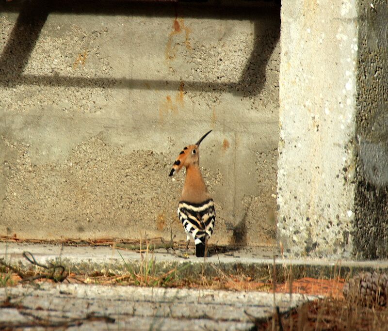 Eurasian Hoopoe