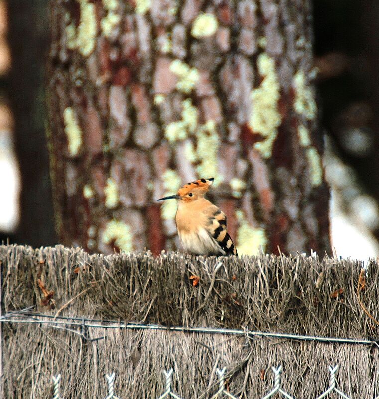 Eurasian Hoopoe