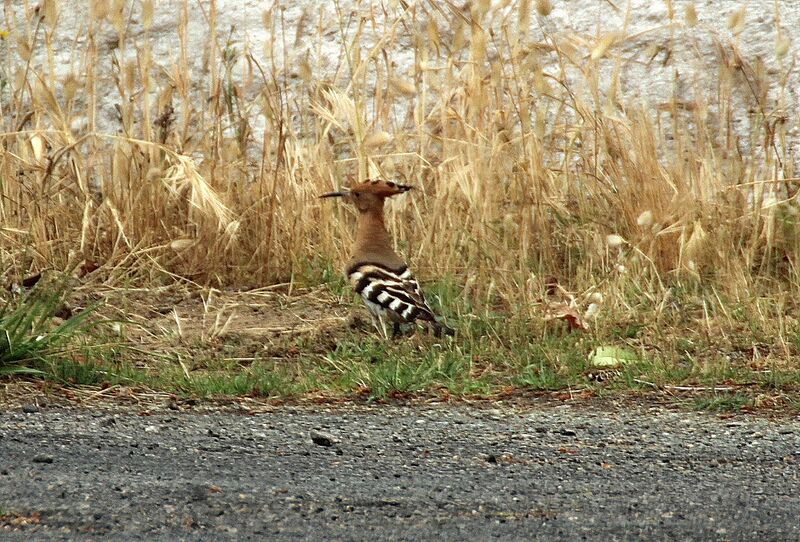 Eurasian Hoopoe