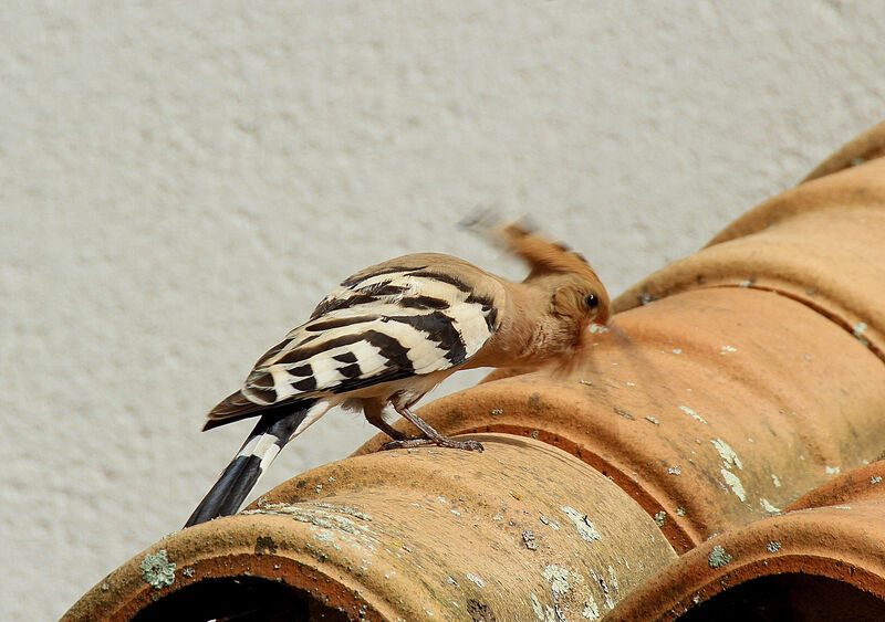 Eurasian Hoopoe