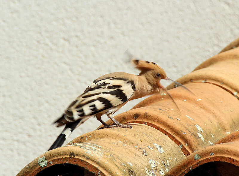 Eurasian Hoopoe