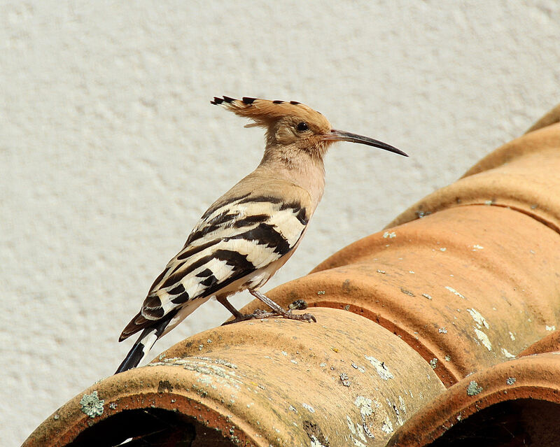 Eurasian Hoopoe