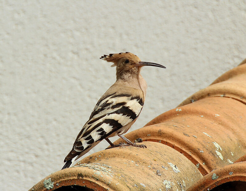 Eurasian Hoopoe