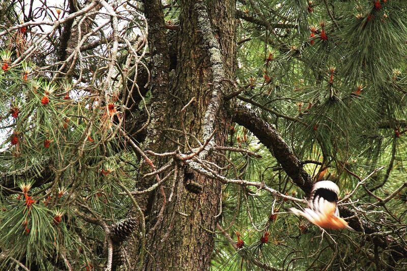 Eurasian Hoopoe