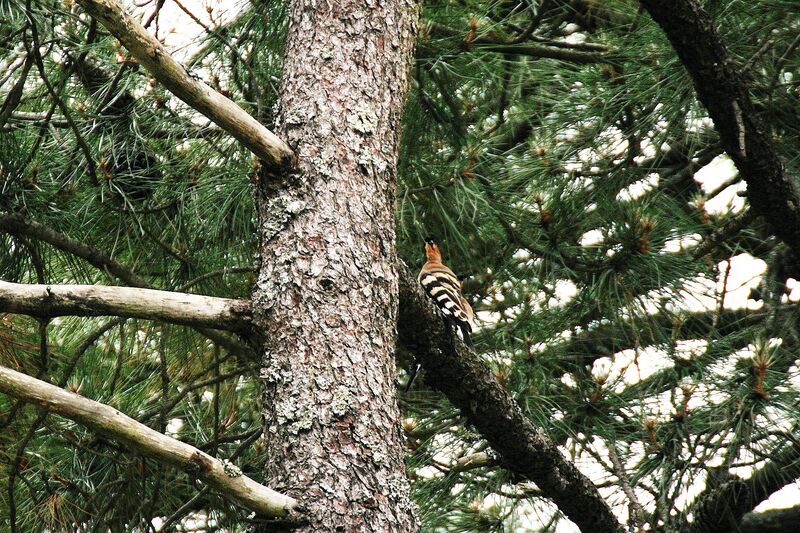 Eurasian Hoopoe