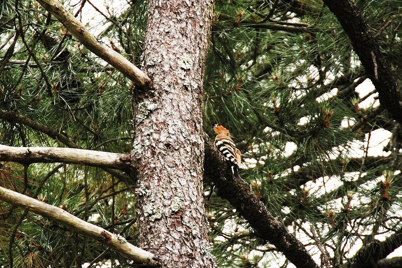 Eurasian Hoopoe