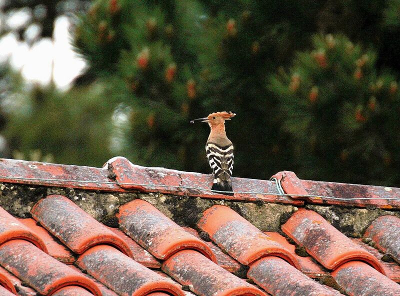 Eurasian Hoopoe