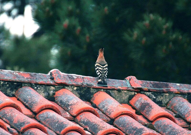 Eurasian Hoopoe