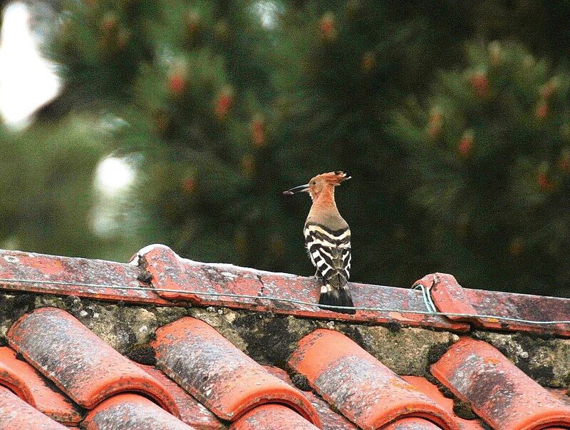 Eurasian Hoopoe