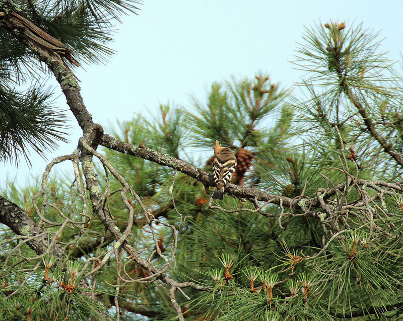 Eurasian Hoopoe