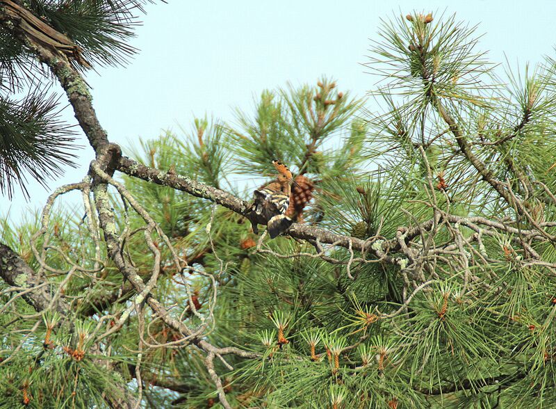 Eurasian Hoopoe