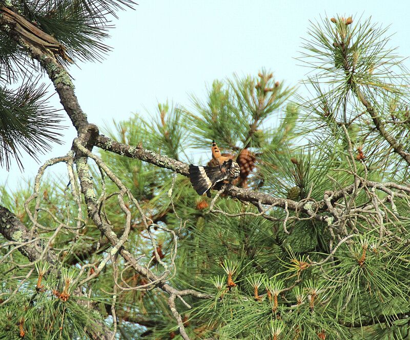 Eurasian Hoopoe