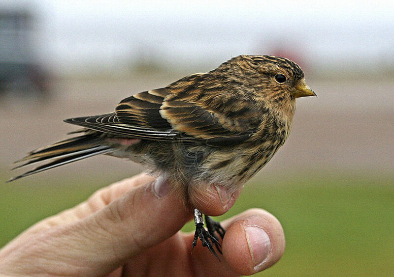 Twite male adult breeding