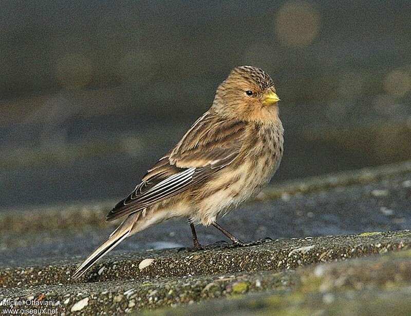 Linotte à bec jaune femelle adulte, identification