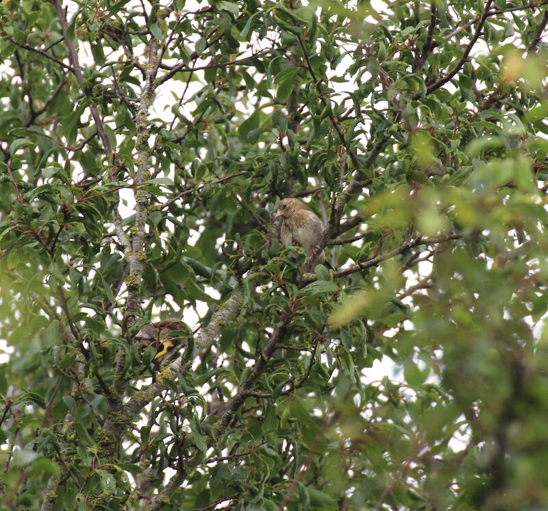 Common Linnet