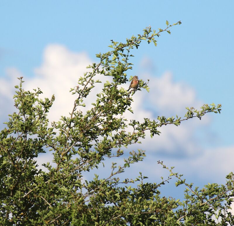 Common Linnet