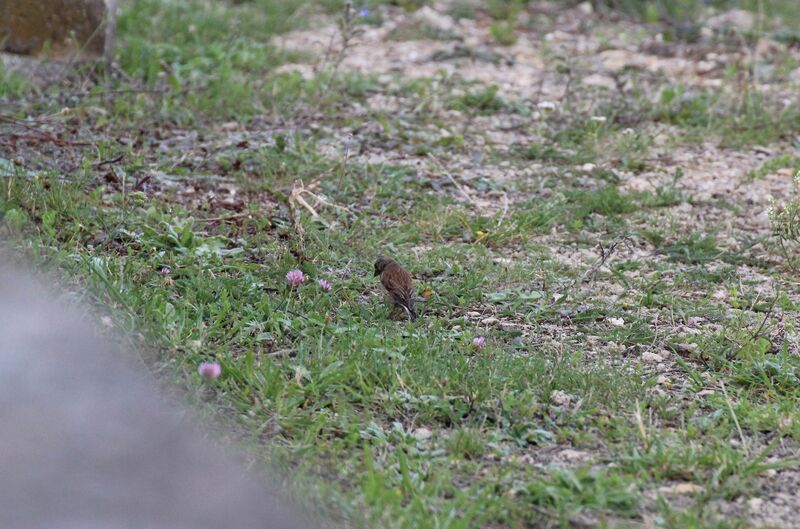 Linotte mélodieuse