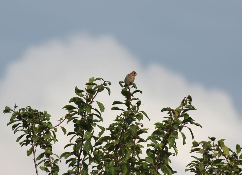 Common Linnet