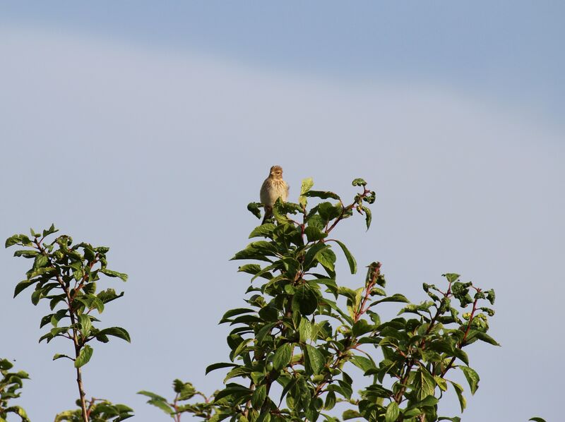 Linotte mélodieuse