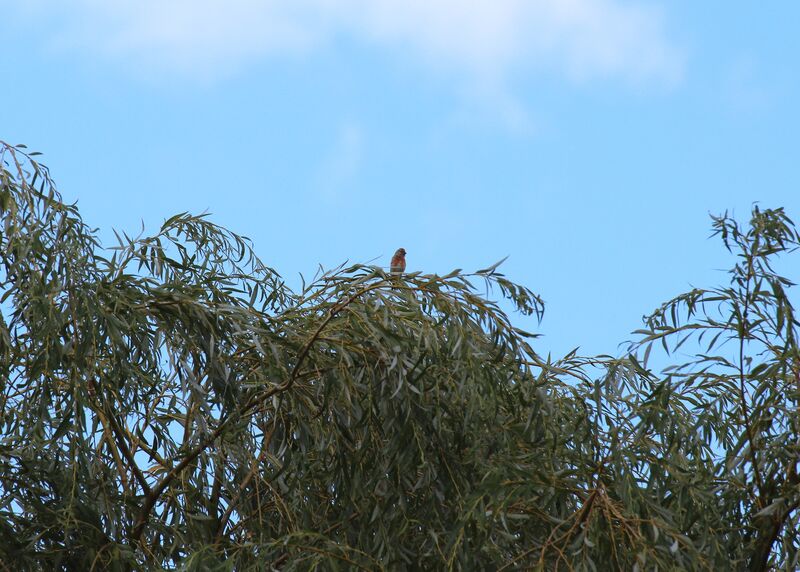 Linotte mélodieuse