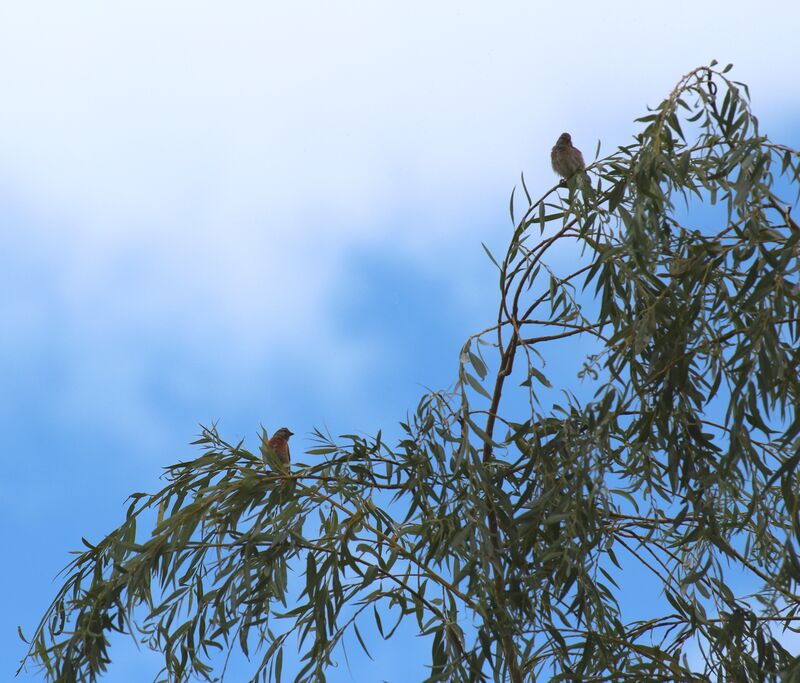 Common Linnet