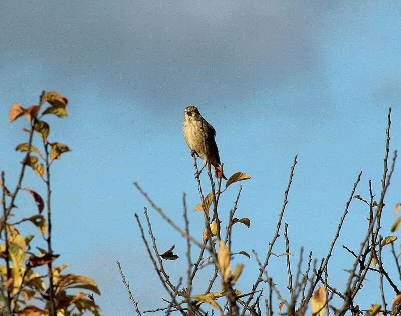 Linotte mélodieuse