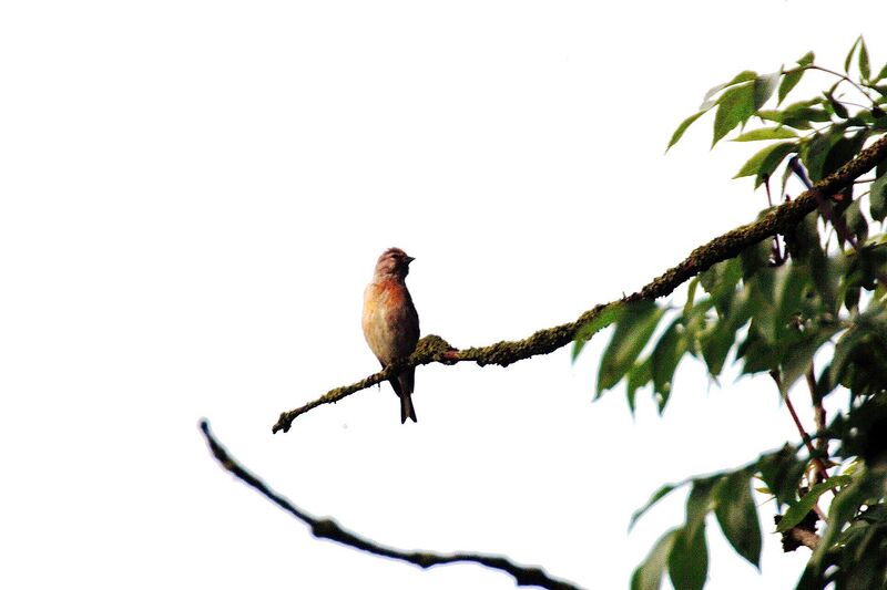 Linotte mélodieuse