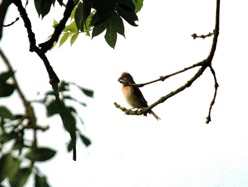 Linotte mélodieuse