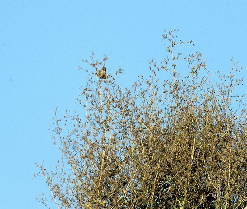 Linotte mélodieuse