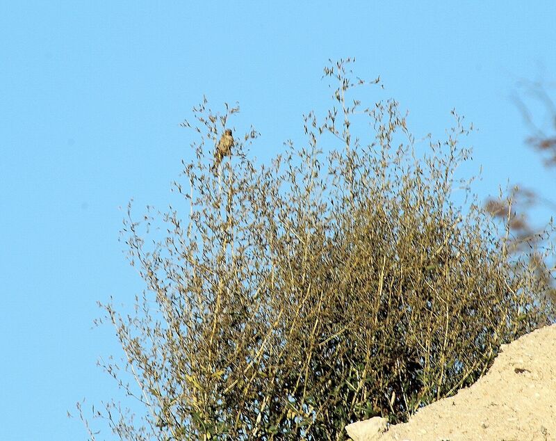 Common Linnet