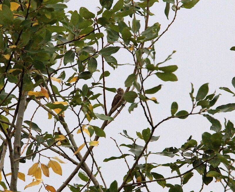 Linotte mélodieuse