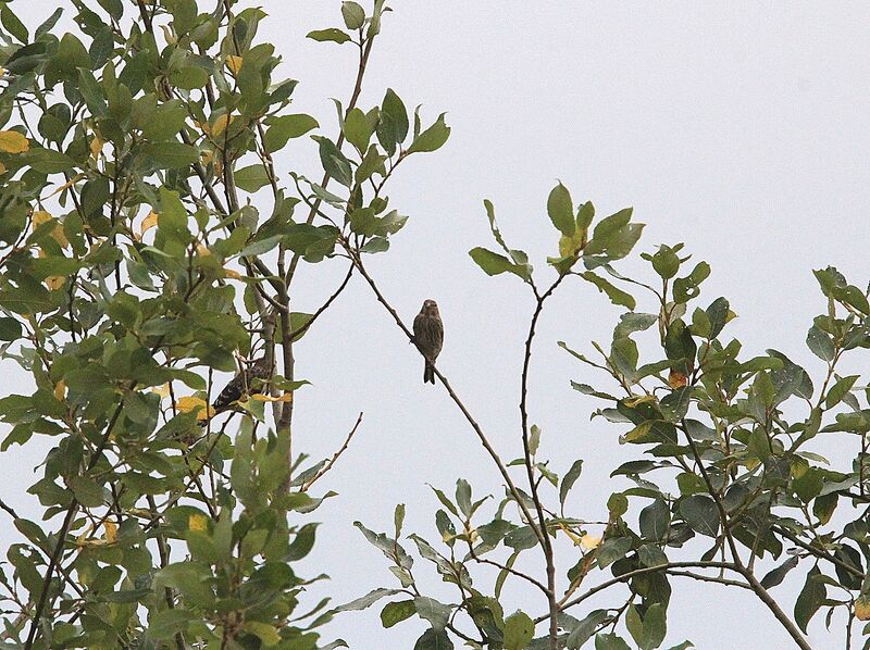 Linotte mélodieuse