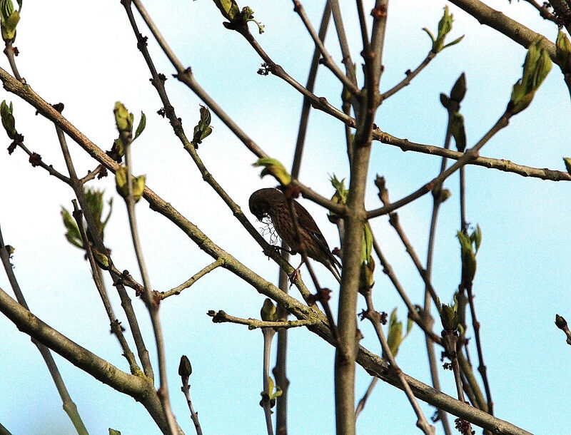 Linotte mélodieuse