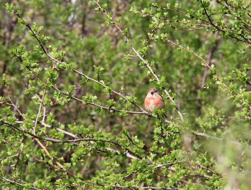 Linotte mélodieuse