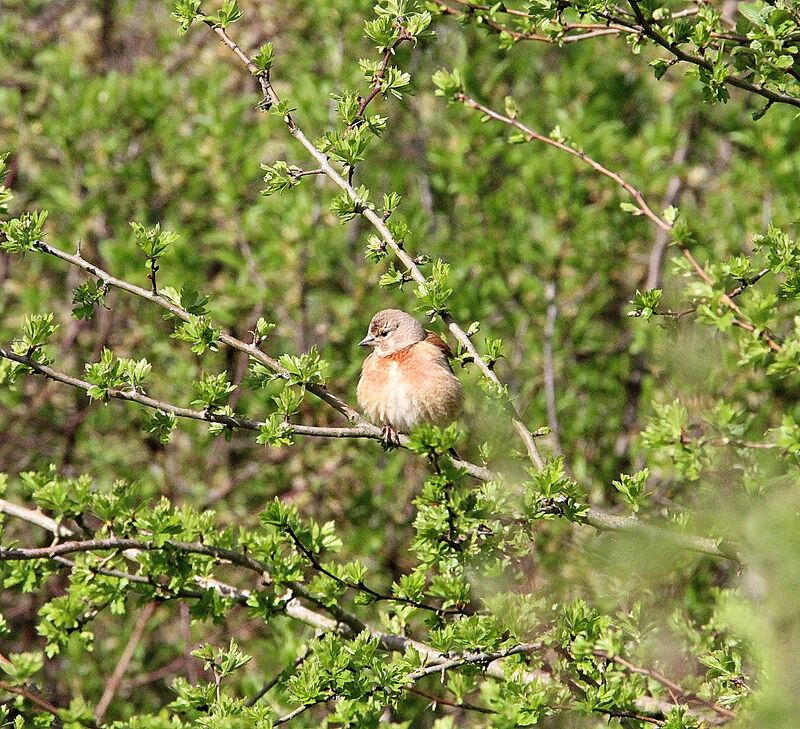 Common Linnet