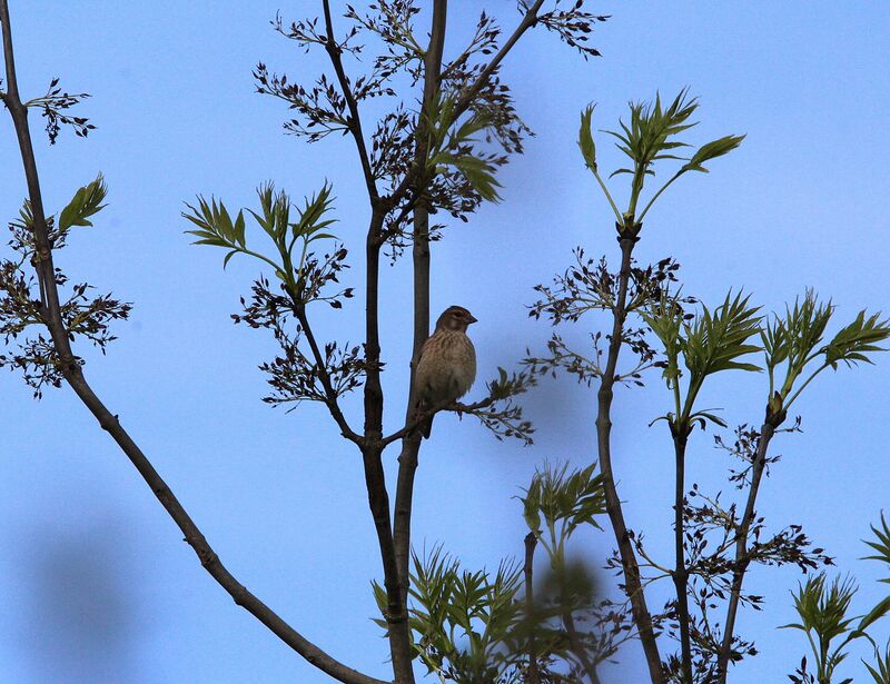 Common Linnet