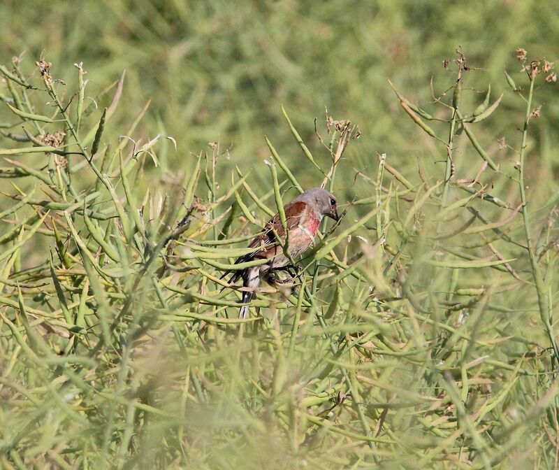 Linotte mélodieuse