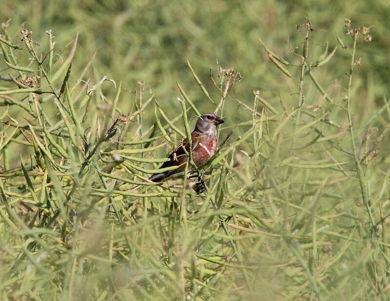 Linotte mélodieuse