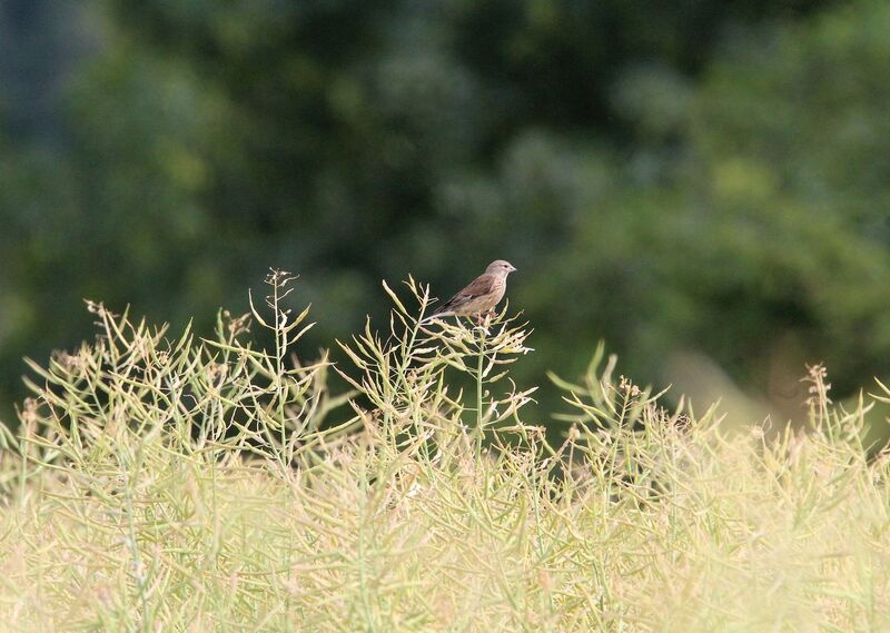 Common Linnet