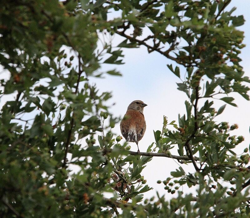 Linotte mélodieuse