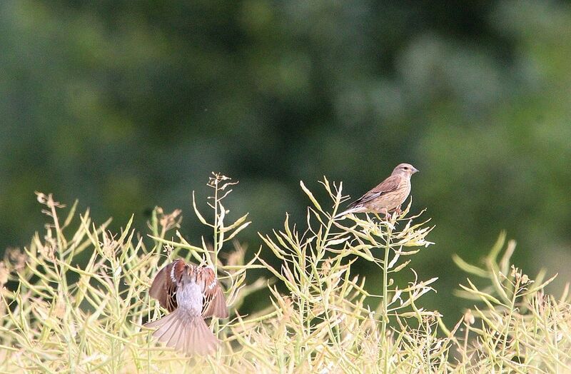 Common Linnet