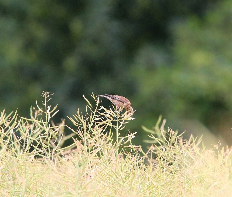 Linotte mélodieuse