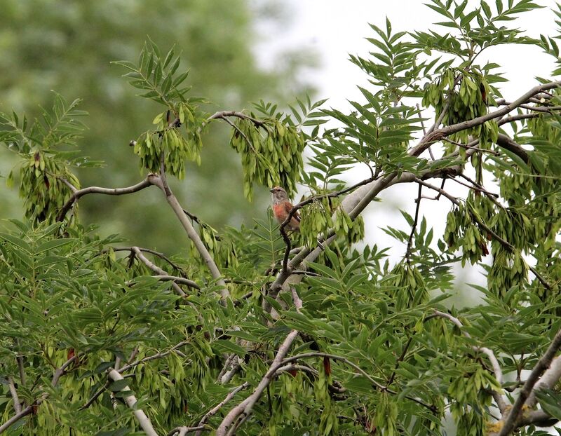 Common Linnet