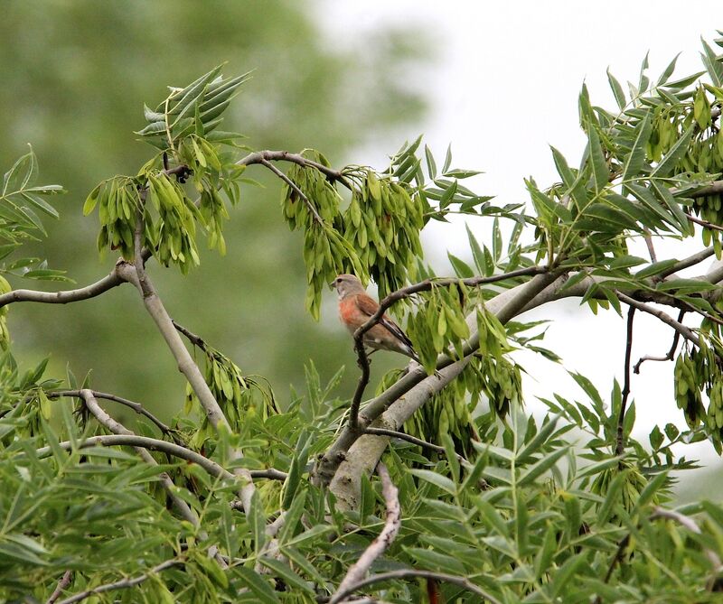 Linotte mélodieuse