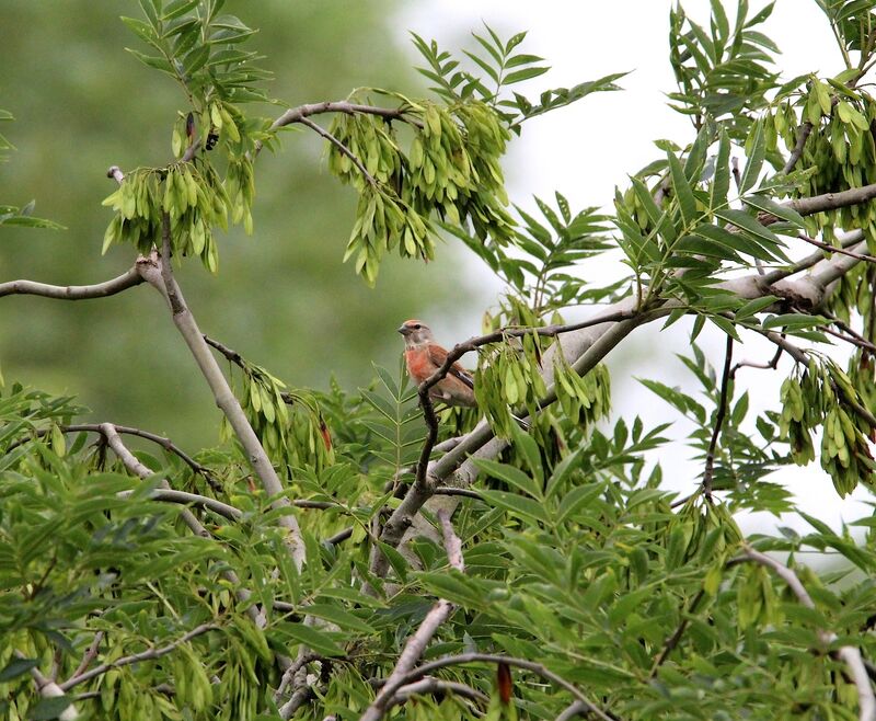 Common Linnet