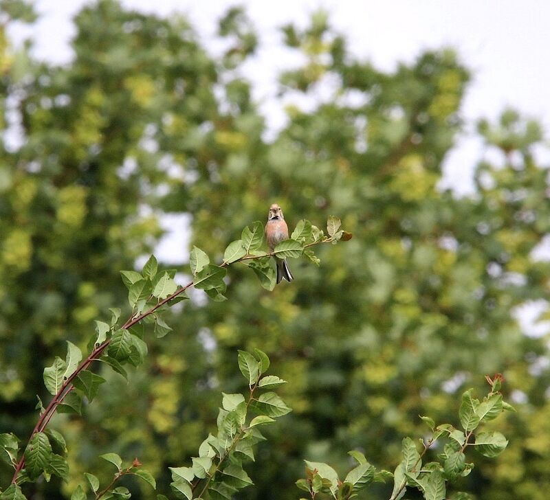 Linotte mélodieuse