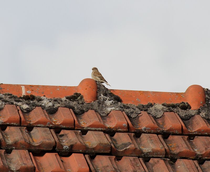 Common Linnet