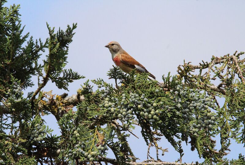 Linotte mélodieuse